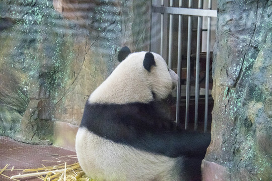 熊貓