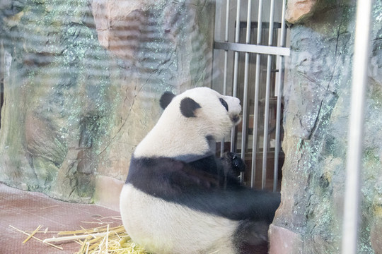 熊貓