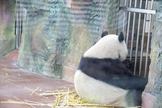 熊貓
