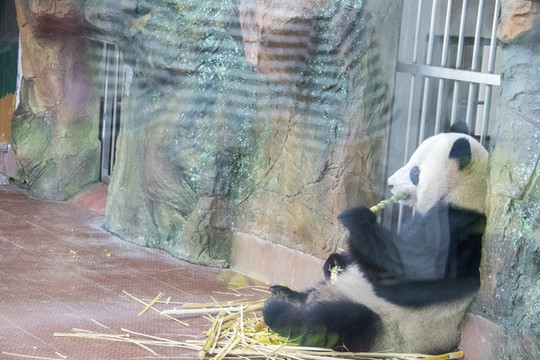 熊貓