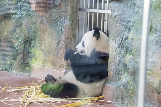 熊貓