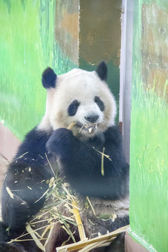 熊貓