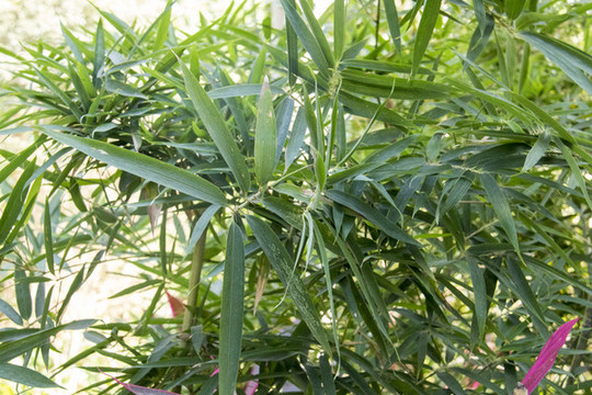 竹葉