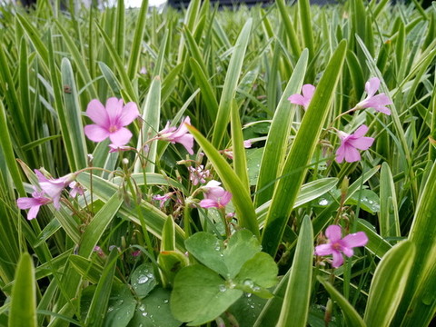 花草