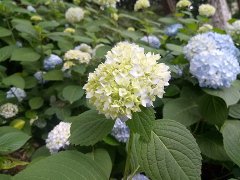 繡球花