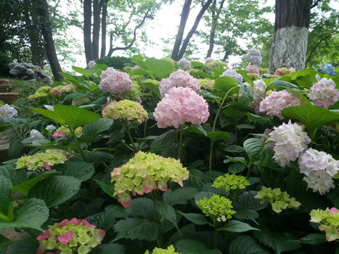 繡球花