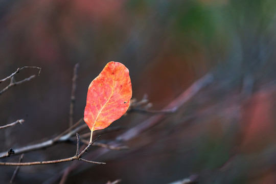 秋天紅葉