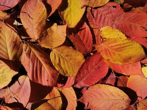 秋天紅葉背景紋理貼圖