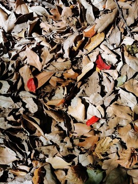 秋天紅葉背景紋理貼圖