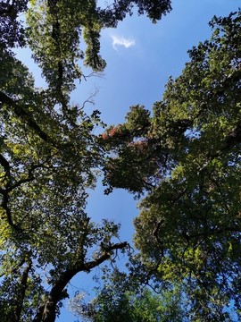 天空大樹