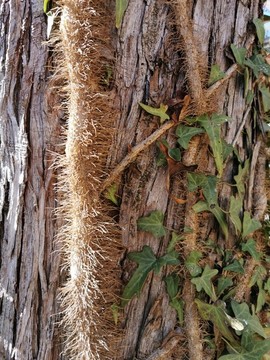 爬山虎與樹干