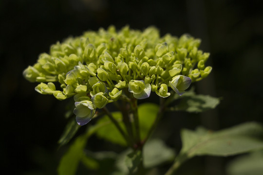 繡球花