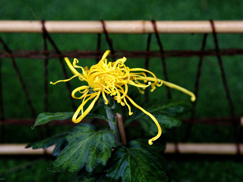 菊花