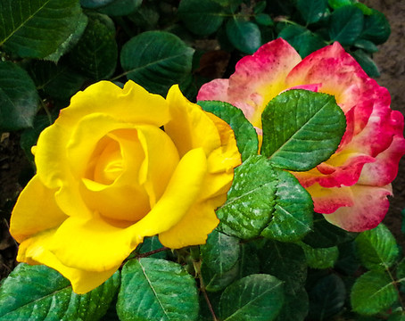 月季花