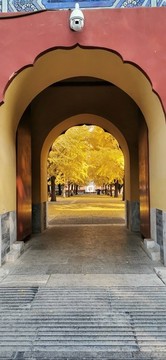 中山公園銀杏