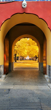 中山公園銀杏