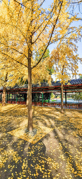 中山公園銀杏