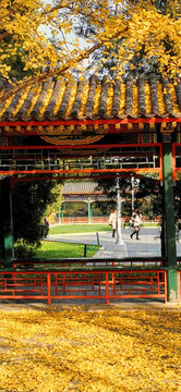 中山公園銀杏