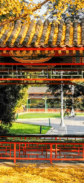 中山公園銀杏