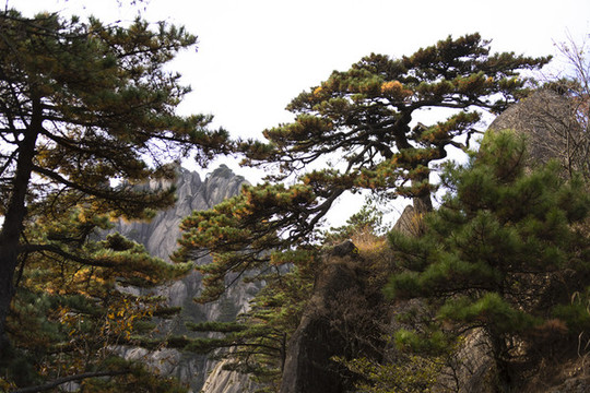 登黃山天下無(wú)山