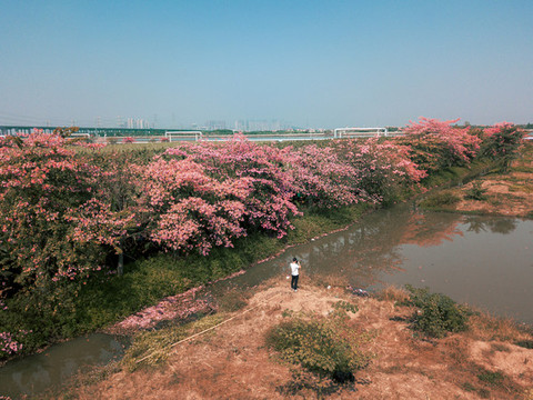 花卉油畫