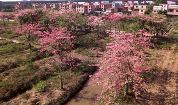 花卉油畫(huà)