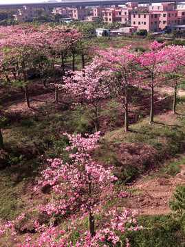 花卉油畫