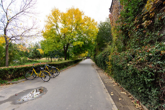 北京大學(xué)校園秋色林蔭道紅葉