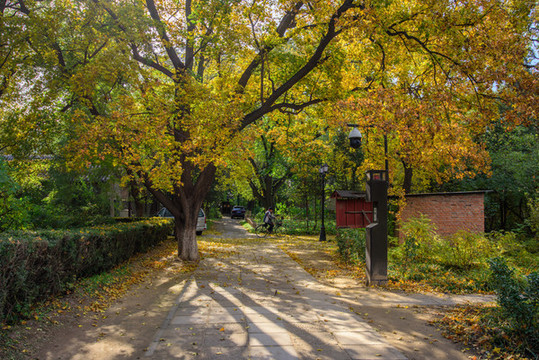北京大學(xué)燕南園秋色林蔭道楓葉