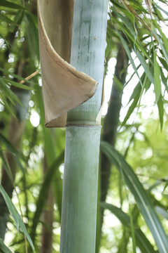 竹節(jié)