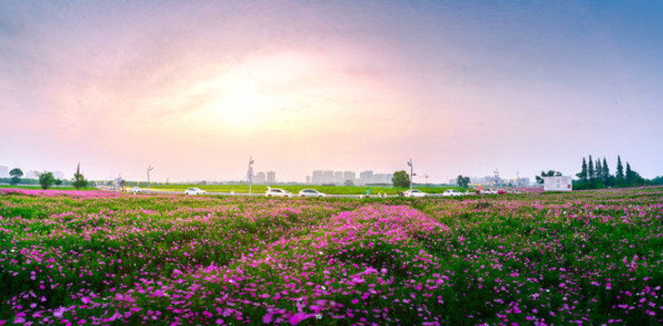 西山漾花海