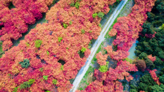 紅界山楓林