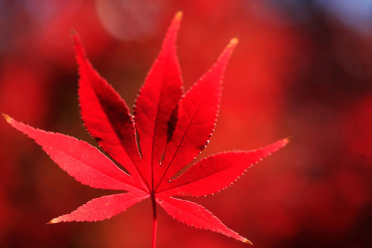 紅色楓葉