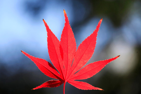 紅色楓葉