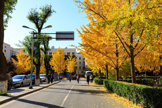 北京大學校園秋色金黃銀杏樹葉