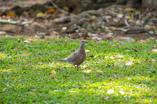 珠頸斑鳩