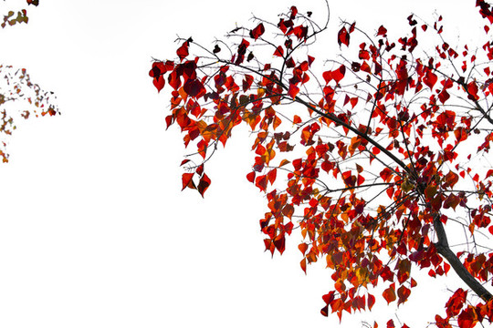 秋天紅葉背景