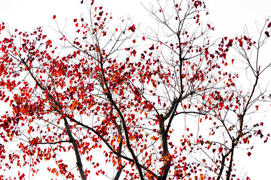 秋天紅葉樹