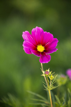 粉色格桑花朵素材