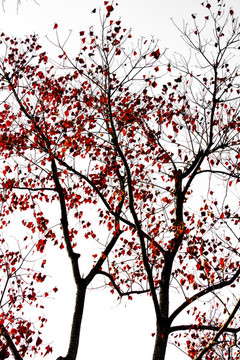 秋天楓葉紅葉樹