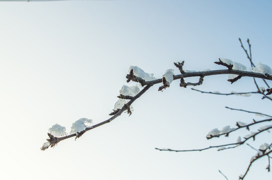 冬天掛雪樹枝