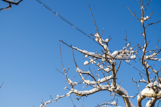 冬天掛雪樹枝