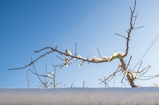 冬天掛雪樹(shù)枝