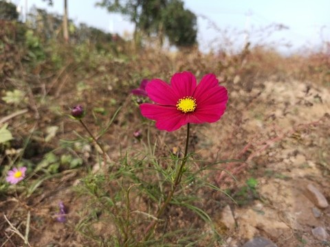 深紅色秋英花花朵