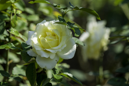 白色月季花