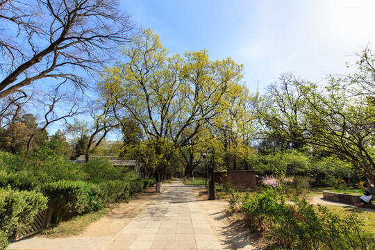 北京大學(xué)燕南園春色楓樹林蔭道