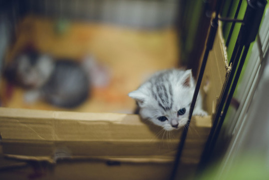 小奶貓