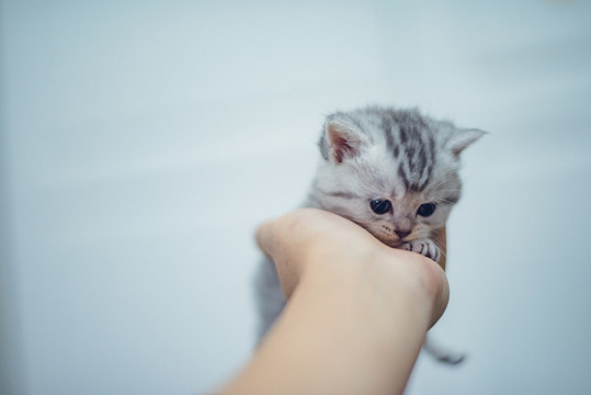 小奶貓