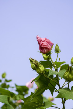 芙蓉花