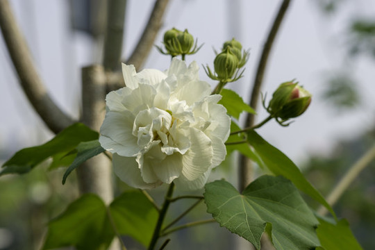 芙蓉花